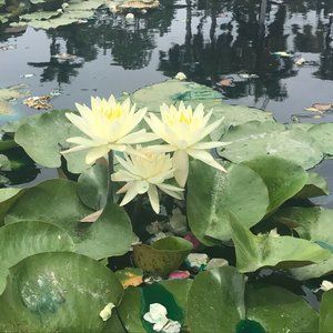 Meet your Posher, Petite Gal